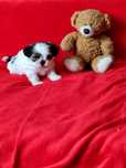Shih Tzu Suczka Tricolor