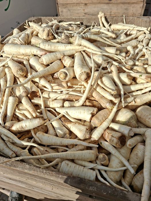 Pietruszka korzen paszowa odsort