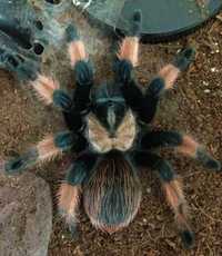 Brachypelma emilia самка паука птицееда для новичков