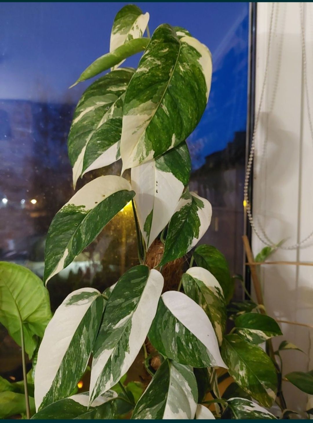 Epipremnum pinnatum variegata