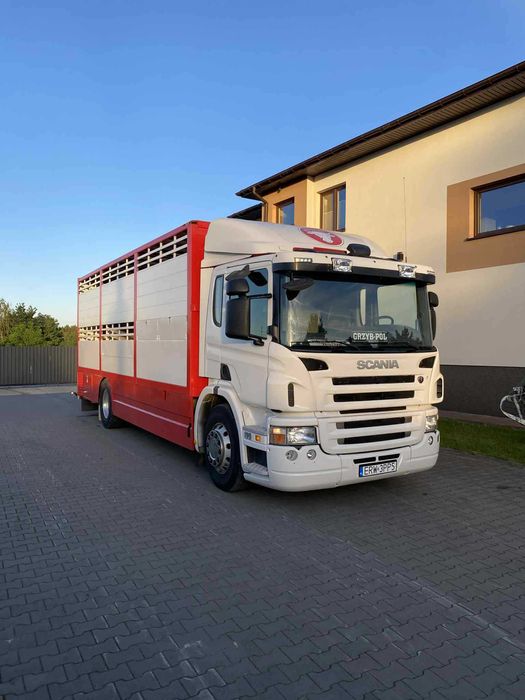 Scania p230 do przewozu zwierząt bydła żywca zabudowa waga