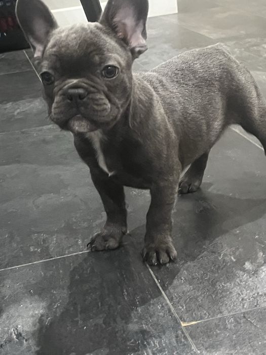 Piesek bulgog francuski szczeniak