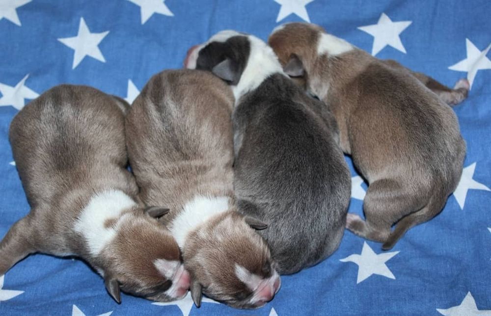 Малыши ам.стаффа с шикарной родословной .