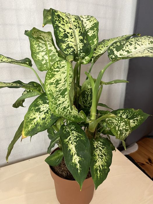 Sprzedam Difenbachie Difenbachia wysokość z doniczką ~55 cm