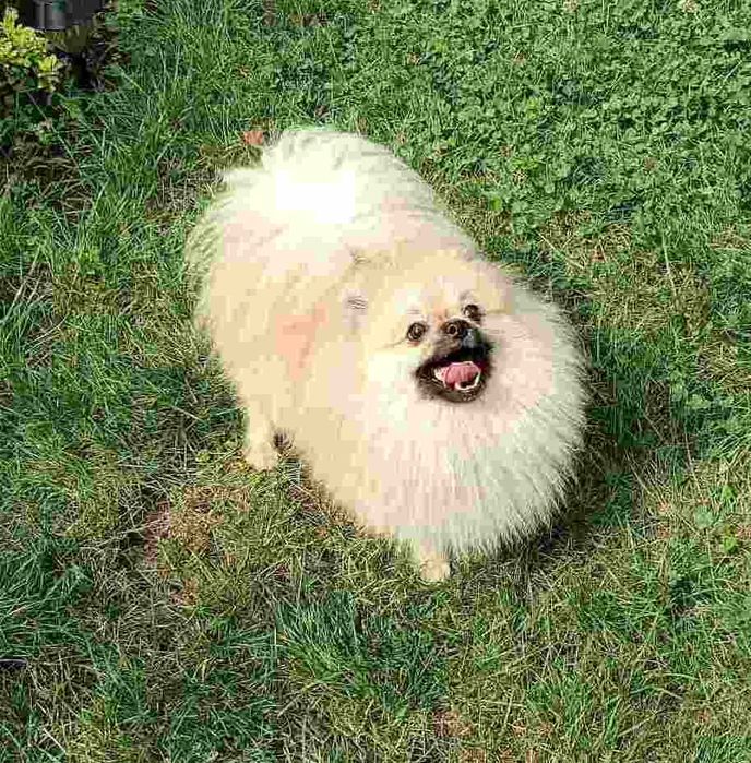 Энергичный подрощенный красавчик-шпицык в роскошном мехе. Киевлянин