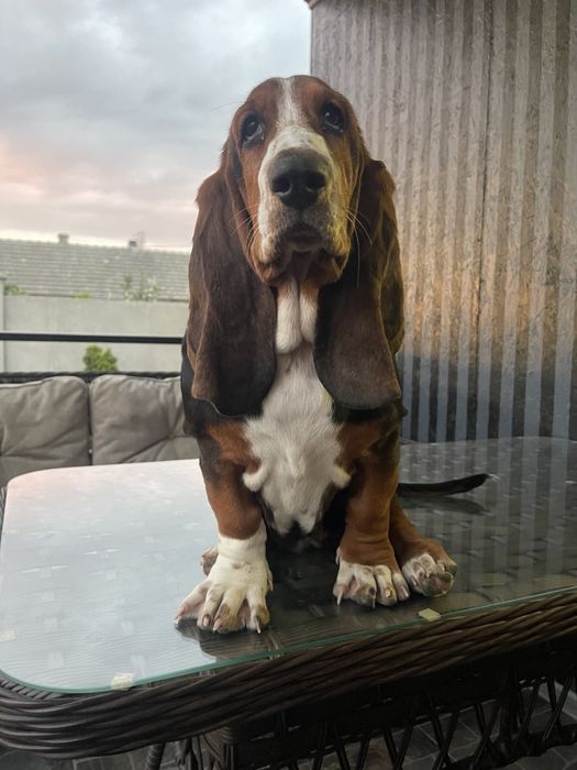 Бассет-хаунд девочка с документами