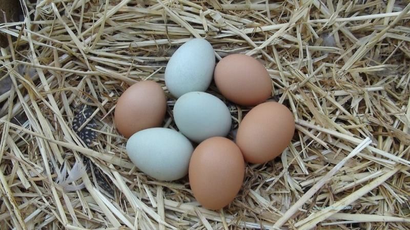 Ovos galinha Malines, Azur e Brahama black
