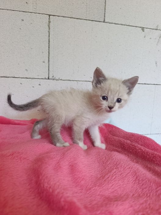 Котик тайський окрас  шукає дім котенок