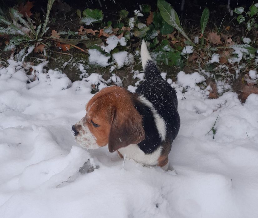 Beagle szczeniak ZKwP (FCI)