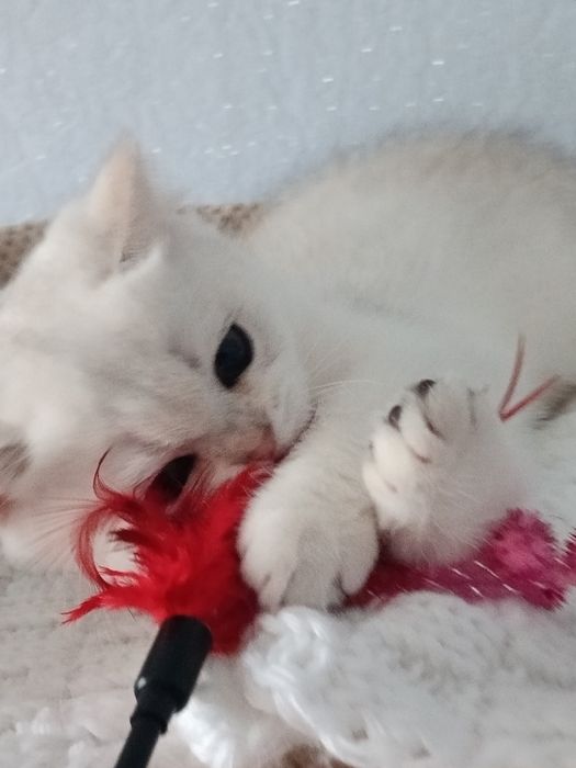 Безподобний малюк