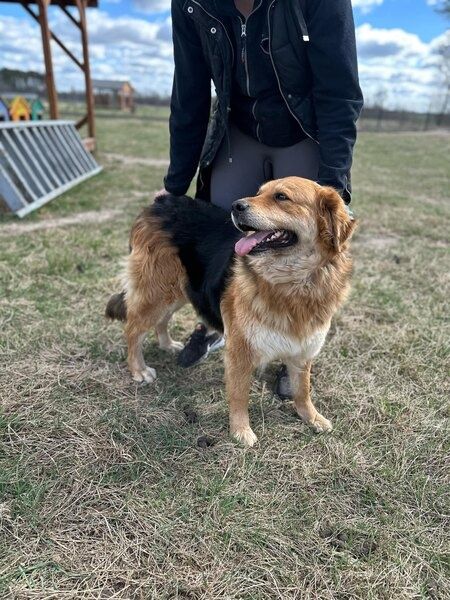 Midi - suczka w sam raz do pokochania