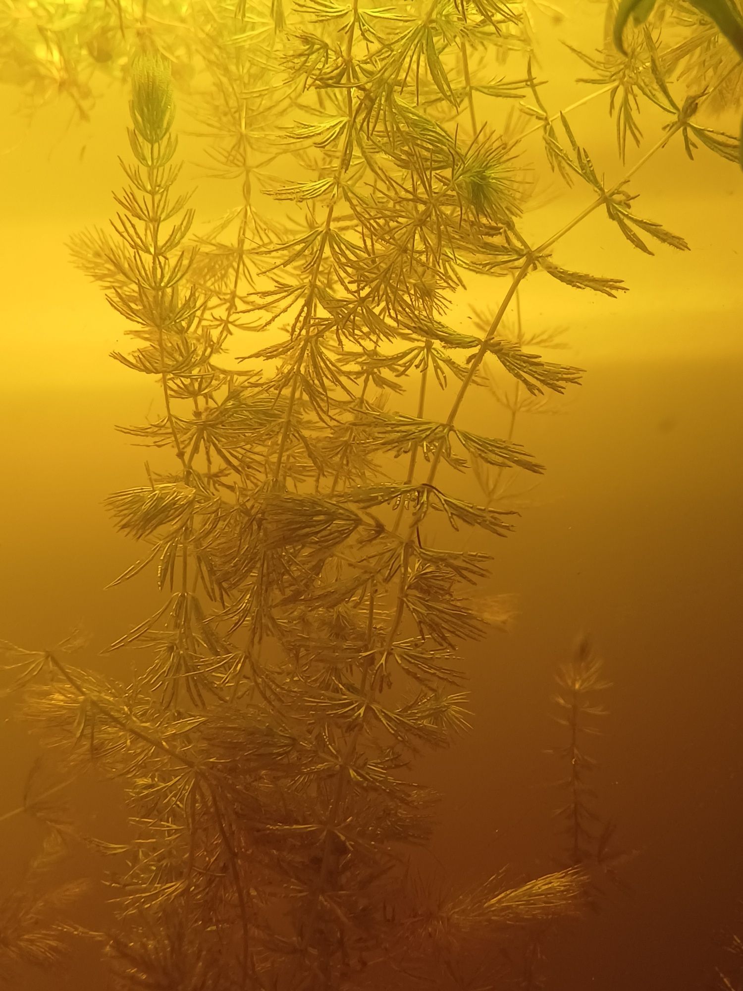 plantas aquáticas foxtail ,elodeas , e flutuantes