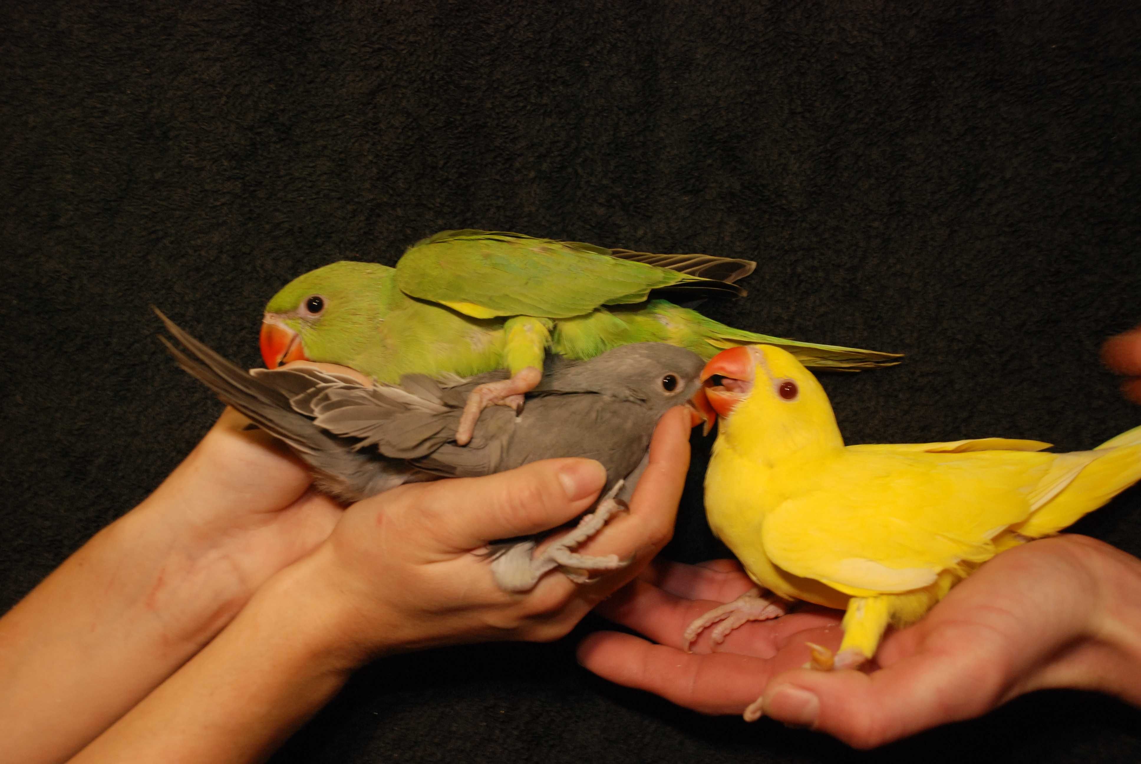 Попугай для разговора-Ожереловый Крамера, солнечные желтые и зеленые