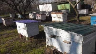 Продам бджолині сім'ї, ціна договірна, Івано-франківська область