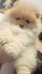 !!! Mały miś pomeranian mini