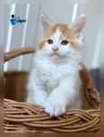 Kocurek maine coon