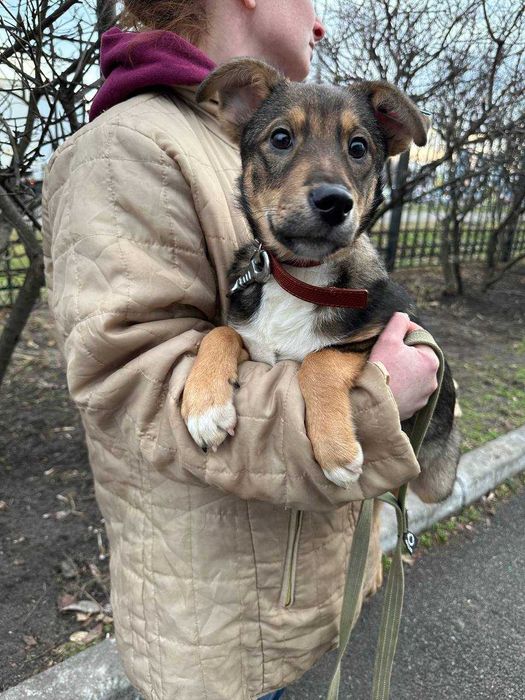 Цуценя, 5 місяців, дівчинка