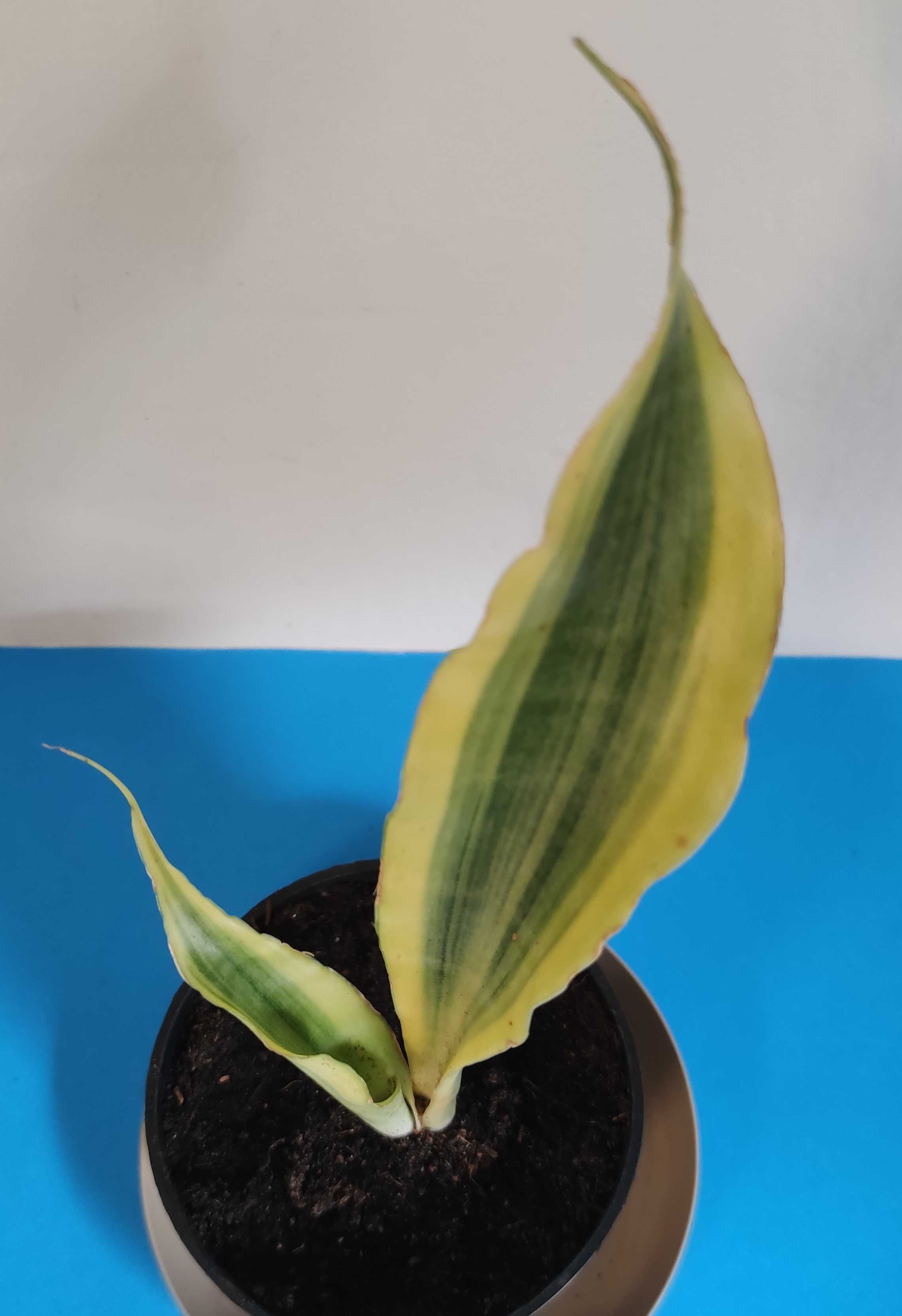 Sansevieria  Yellowstone