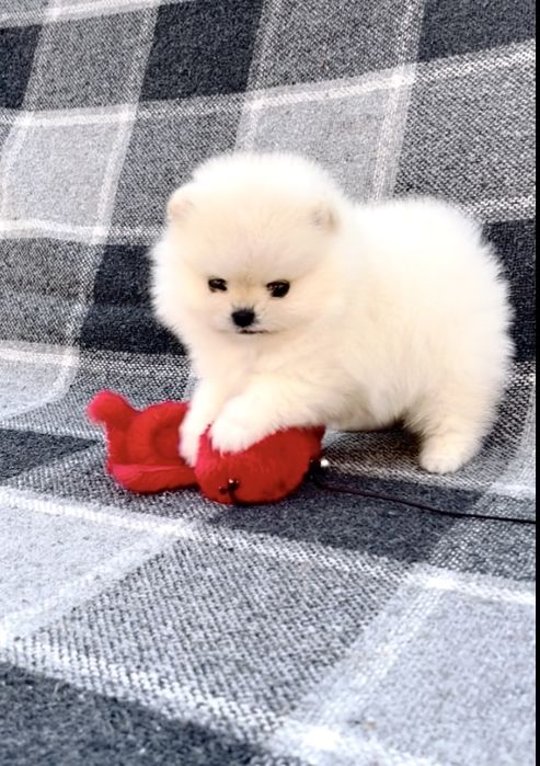 Померанская куколка