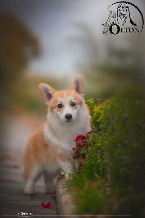 Справжня коргі Леді