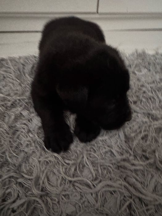 Do oddania szczeniaki labradora