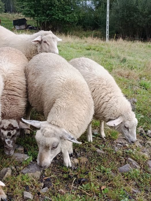 Jagnięta owce jagnięcina