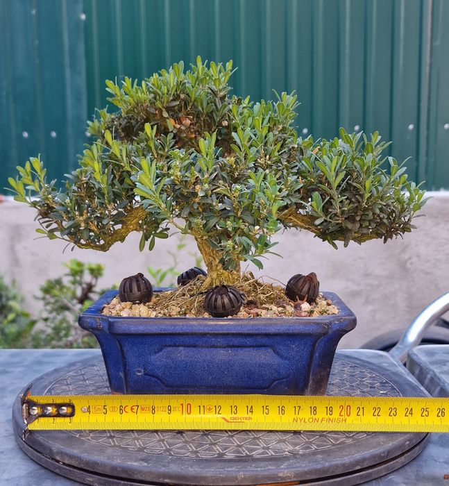 Bonsai Buxus Harlandii