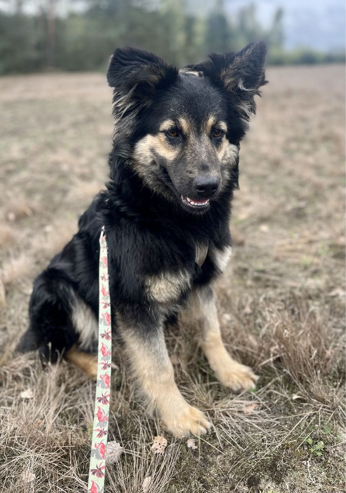 Tygodniami siedzi w budzie. Przerażona, psi podlotek do adopcji