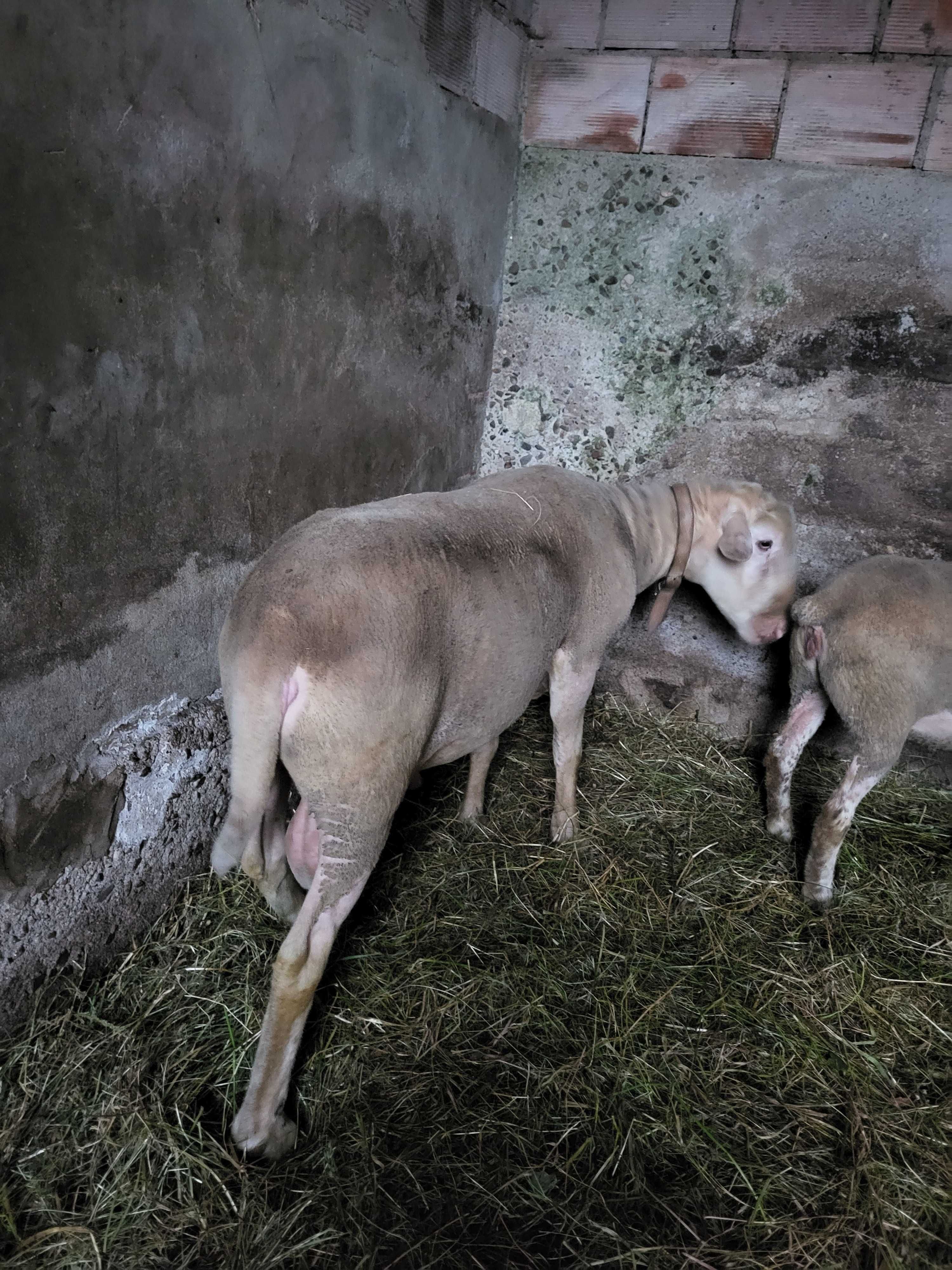Carneiro com ano e meio e ovelha com três anos e filha