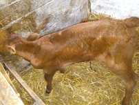 Byczek angus lm czerwony