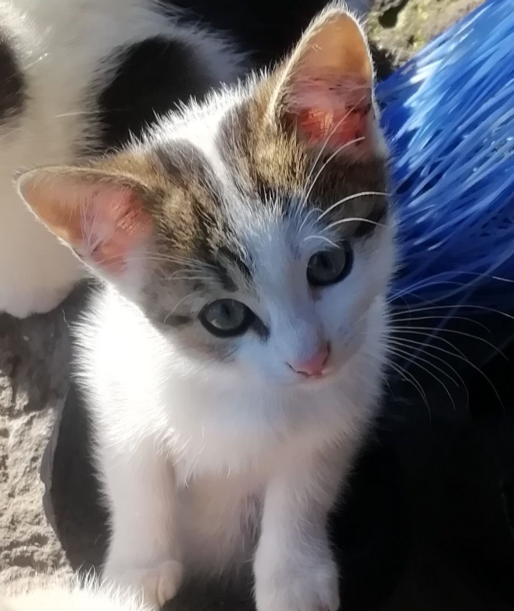 Котик хлопчик в добрі руки