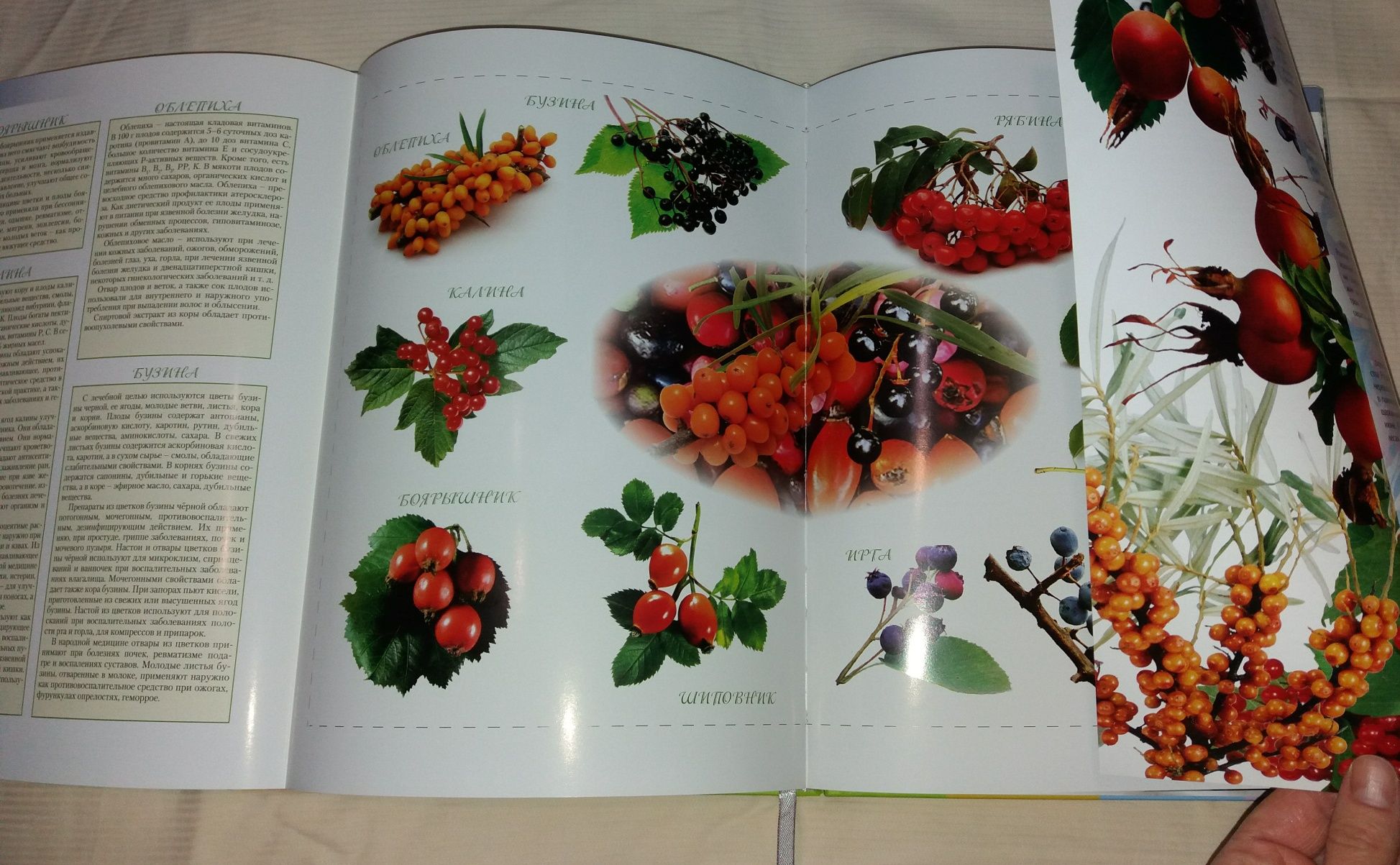 Книга Кулинария круглый год. Фрукты и ягоды. Четыре сезона.