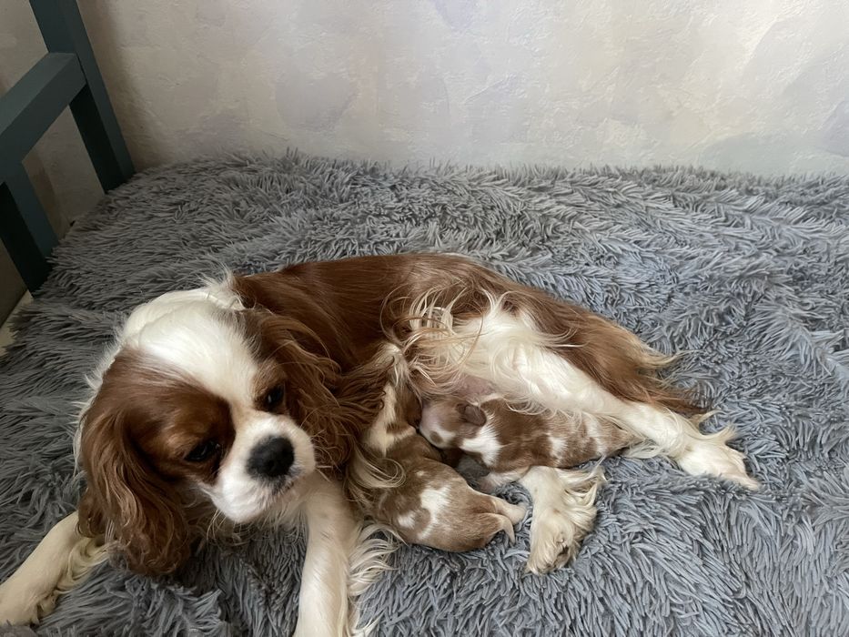 кинг-чарльз-спаниель