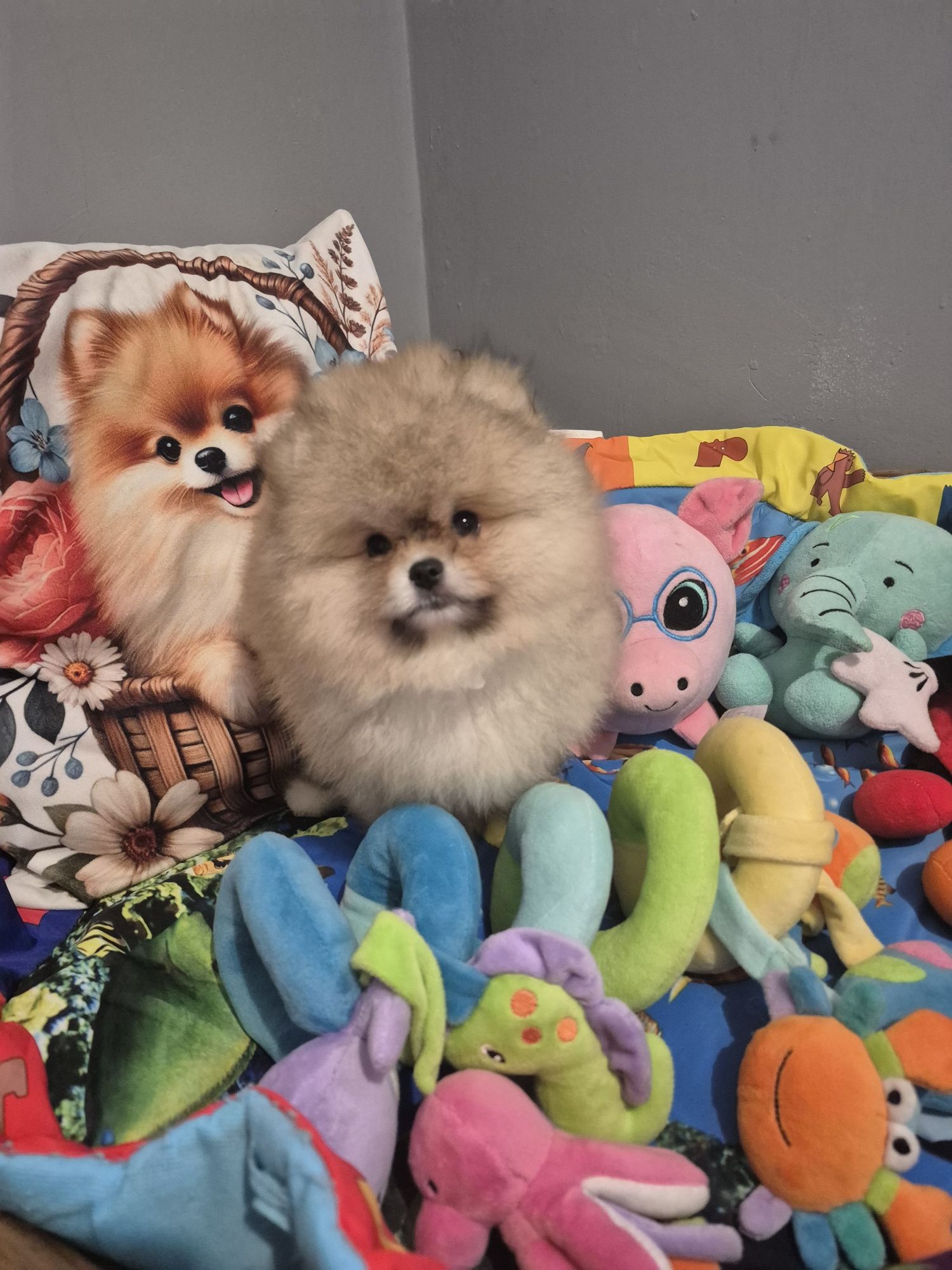 Pomeranian z rodowodem. Gotowy do odbiory