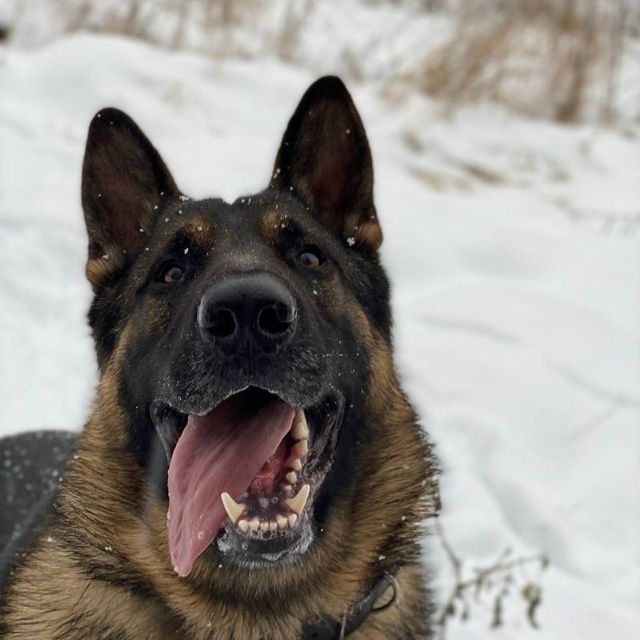 Німецька вівчарка  шукає дівчинку для спарювання