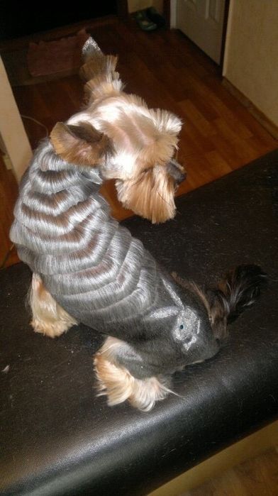 Стрижка собак і котів