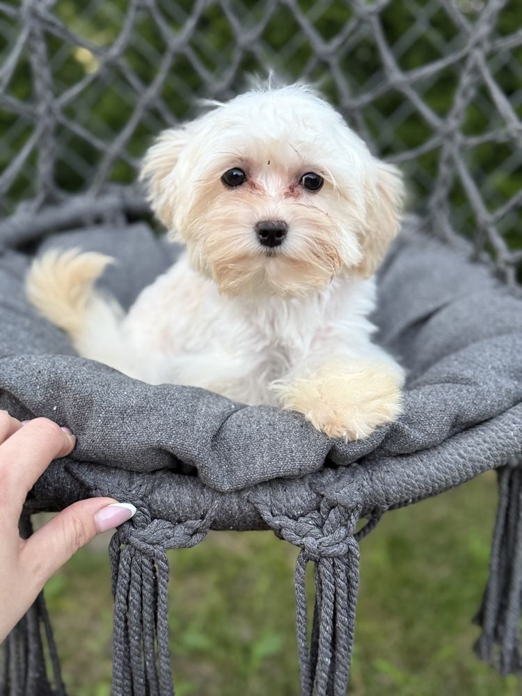 Maltipoo sunia  F1 GOTOWA DO ODBIORU, maltańczyk i pudel toy