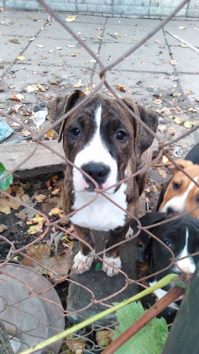 Американський стаффордширський тер'єр. АСТ.