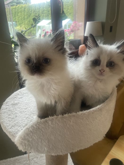 Kot kotka kocurek koteczka Ragdoll Ragdolle