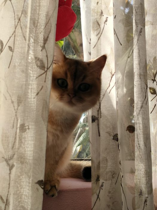 British shorthair gold