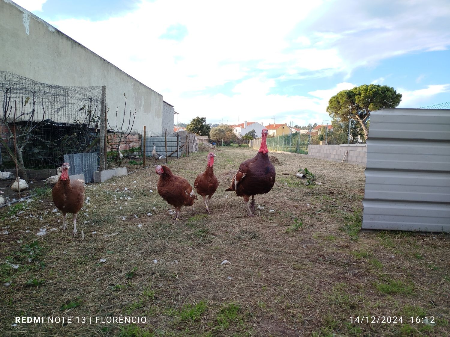 Ovos de peru red bourbon - disponíveis