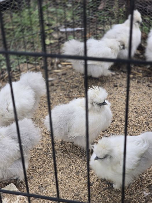 Koguty i kurki silki biale