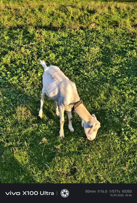 Продам козичок дорослих