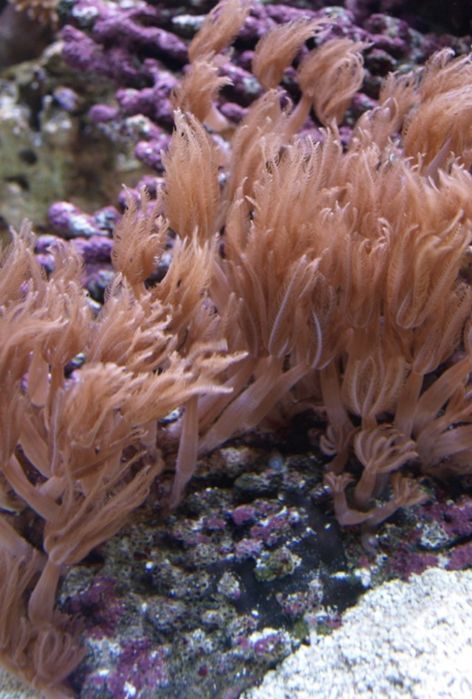 Koralowiec anthelia akwarium morskie