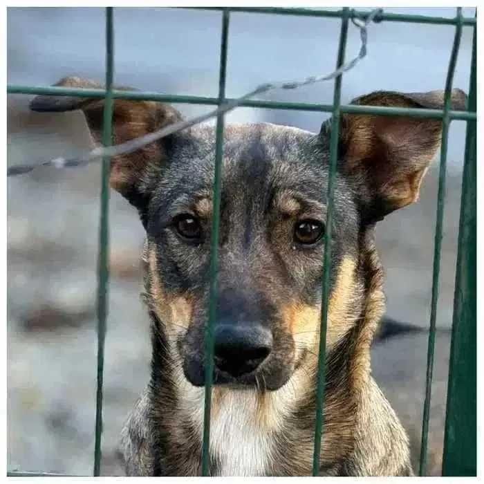 Молодая собака Эля, девочка