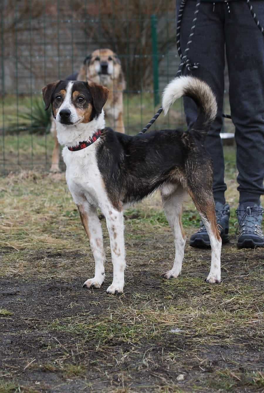 przyjazny, wesoły psiak czeka na dom