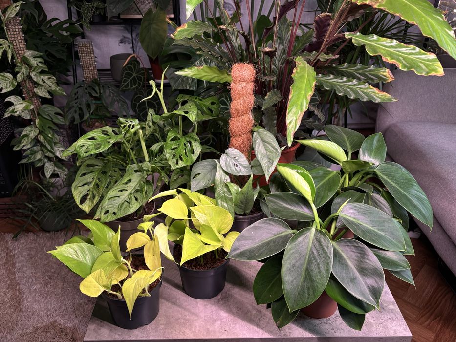 Кімнатні рослини: Філодендрон, епіпремнум, монстера, калатея,стреліція