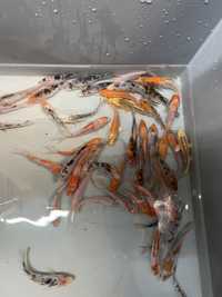 Karp KOI karpie kolorowe ryby do stawów oczek wodnych