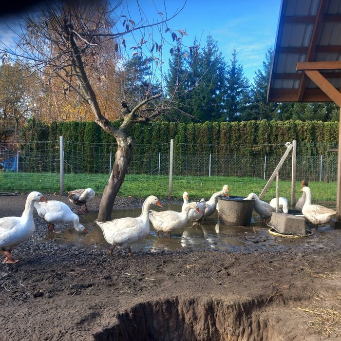 Tuszki z Gęsi. Świeże i kacze