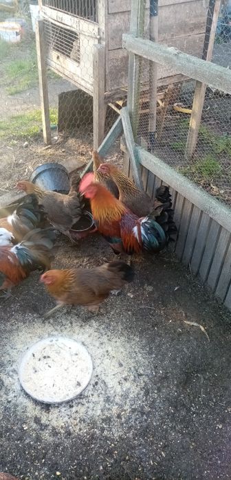 Młode koguty zielononozki